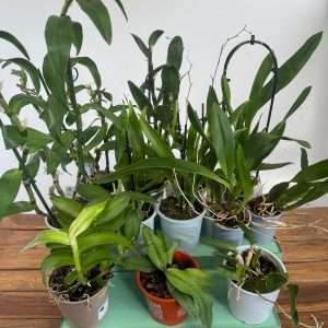 Conjunto 12 Orquídeas - Sem flor