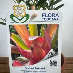 Leucadendron Safari Sunset - V.14