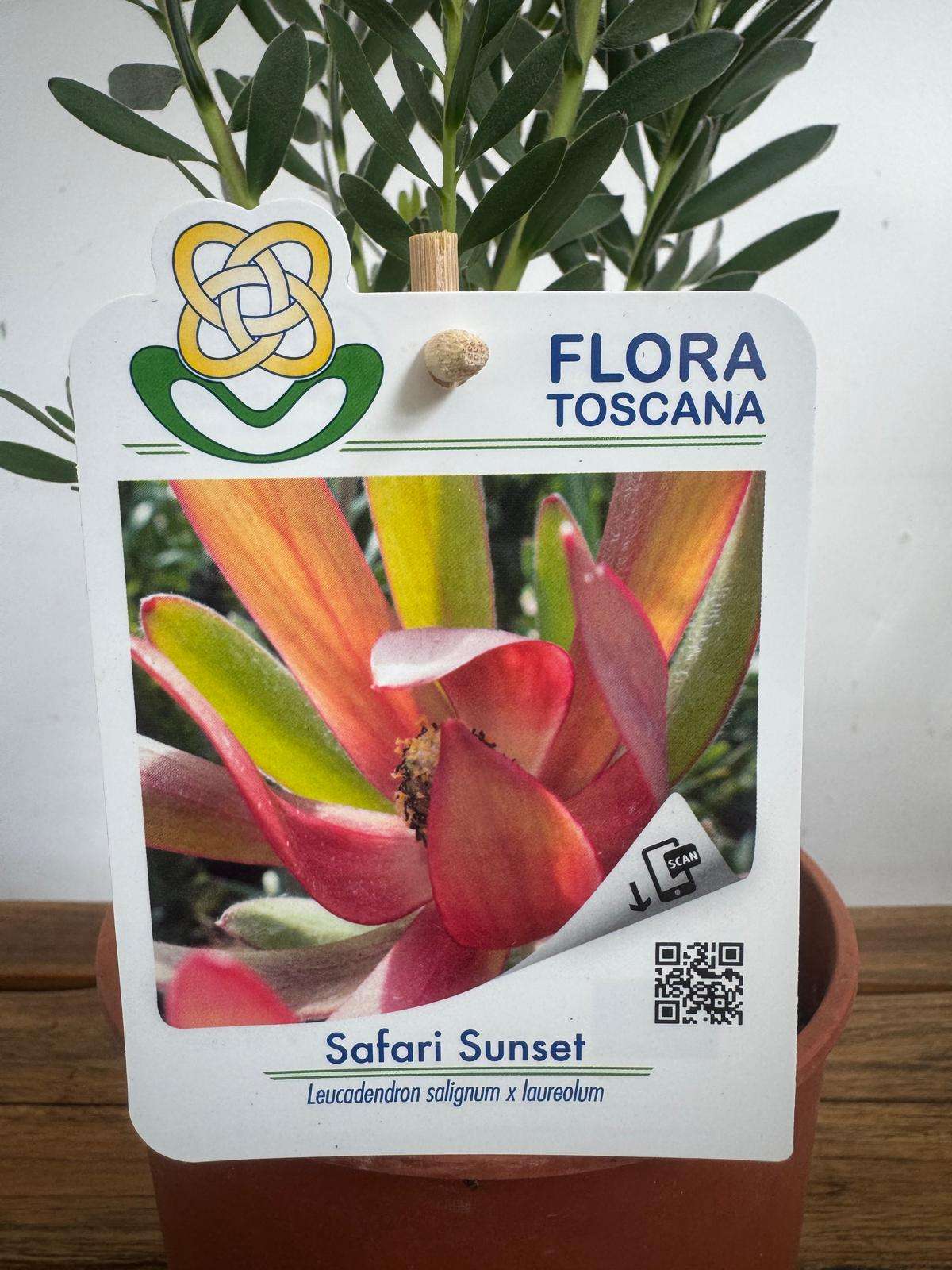 Leucadendron Safari Sunset - V.14