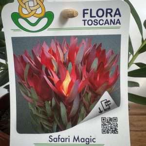 Leucadendron Safari Magic - V.14