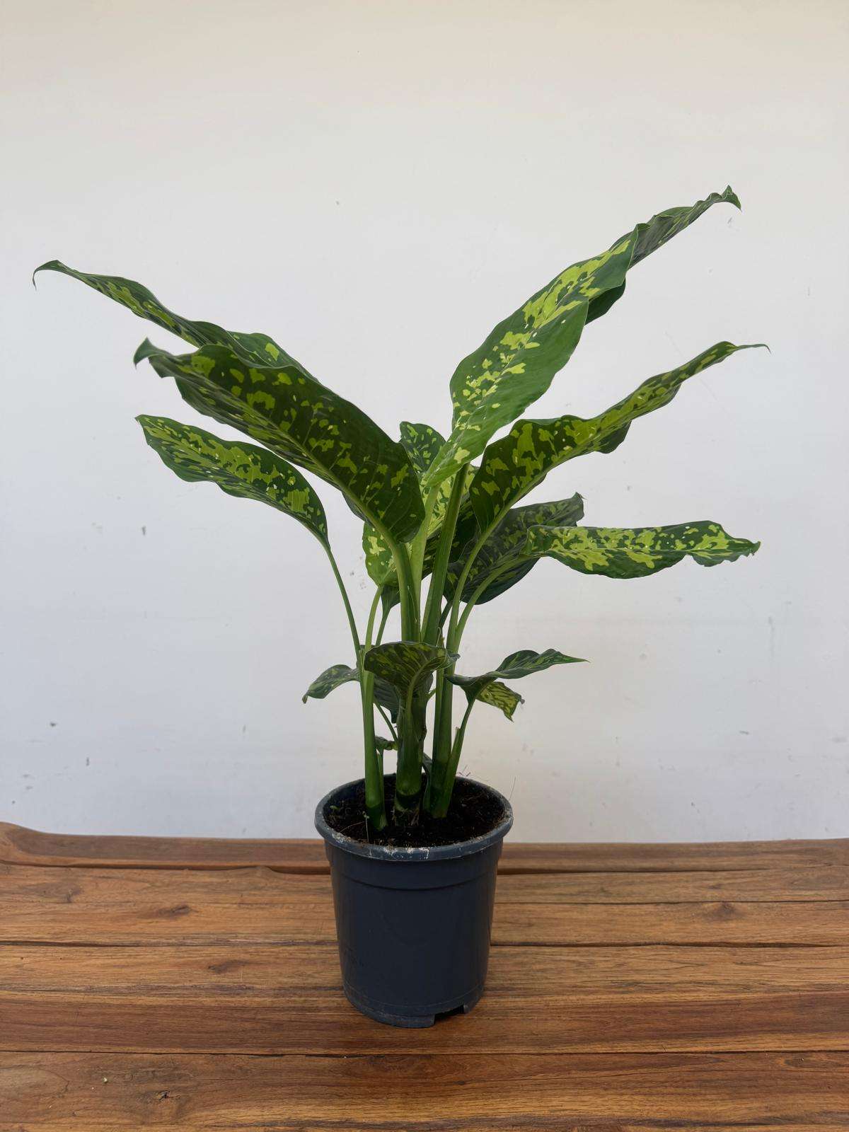 Dieffenbachia Reflector - V.17 - Image 2