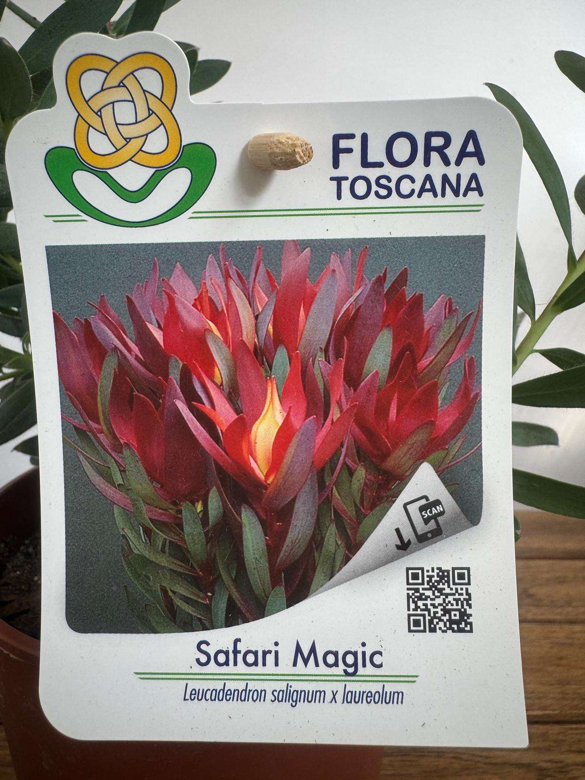 Leucadendron Safari Magic - V.14