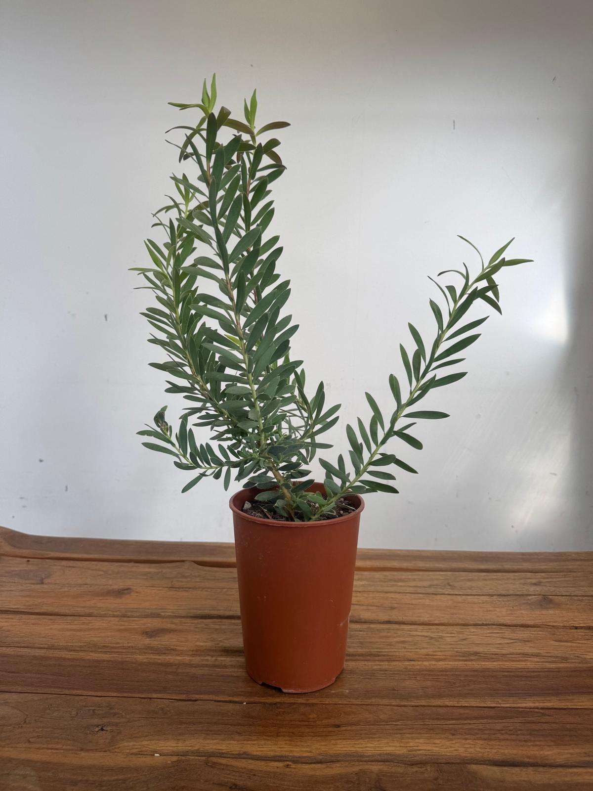 Leucadendron Safari Magic - V.14 - Image 2