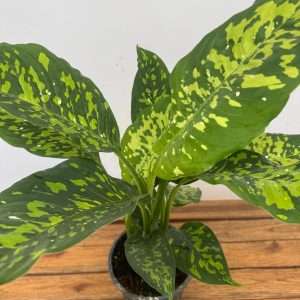 Dieffenbachia Reflector - V.17