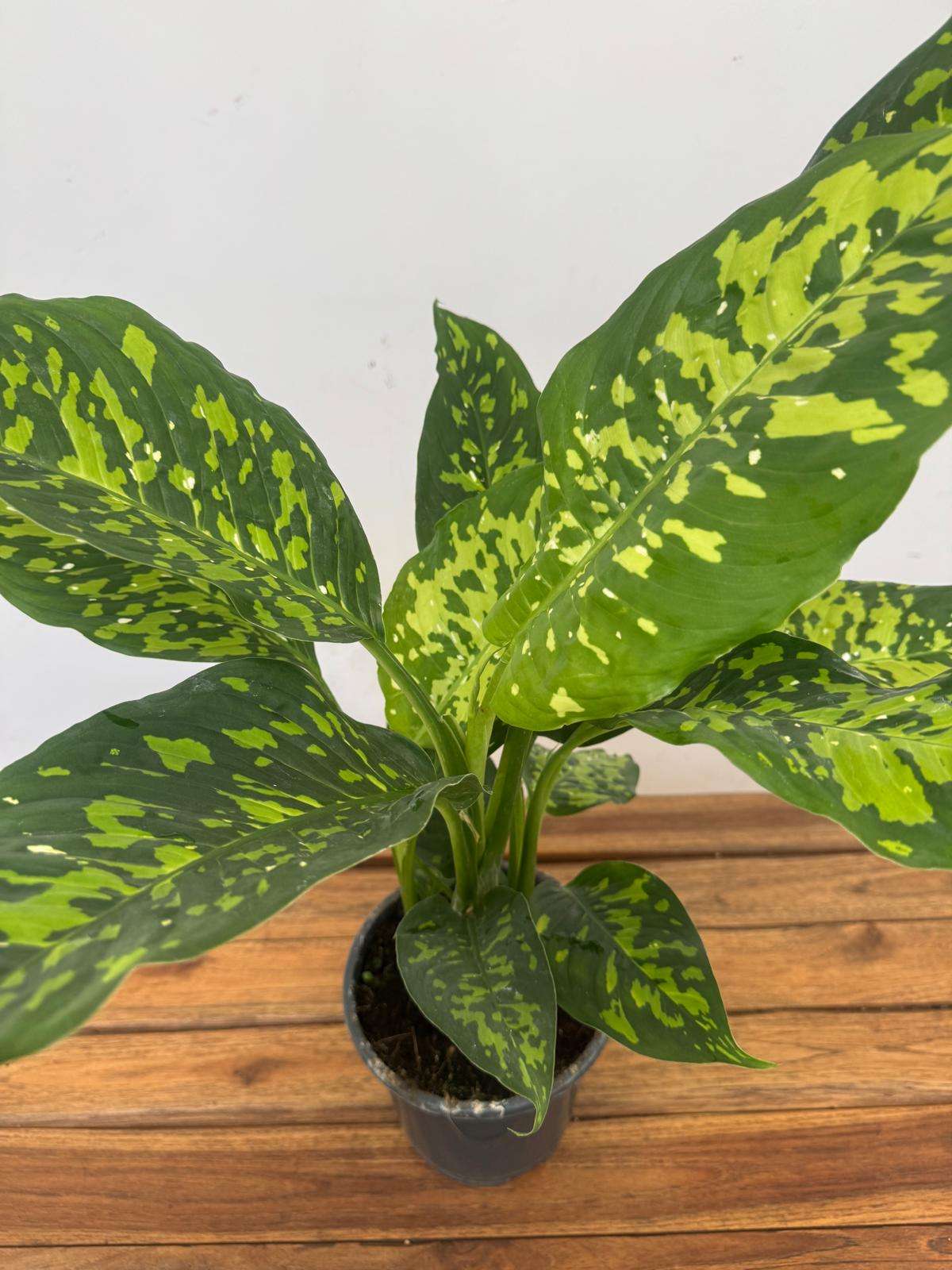 Dieffenbachia Reflector - V.17