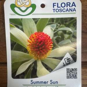 Leucadendron Summer Sun - V.14