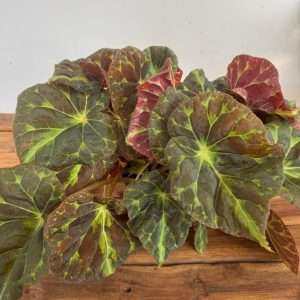 Begonia Leaf  Barsalouxiae - V.14