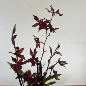 Cambria V.12