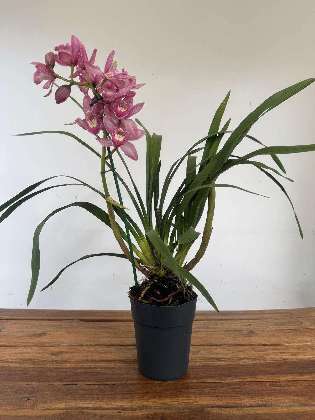 Cymbidium - V.14 - Image 2