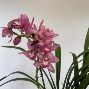 Cymbidium - V.14