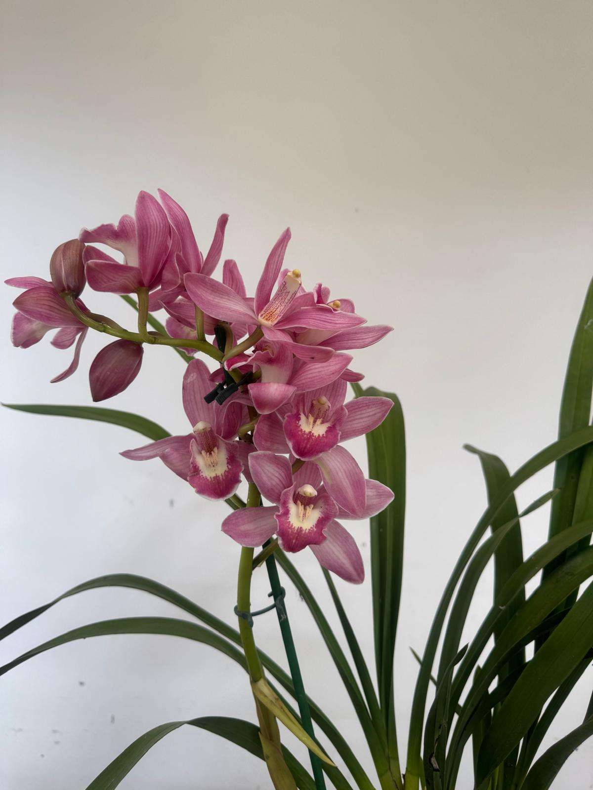 Cymbidium - V.14