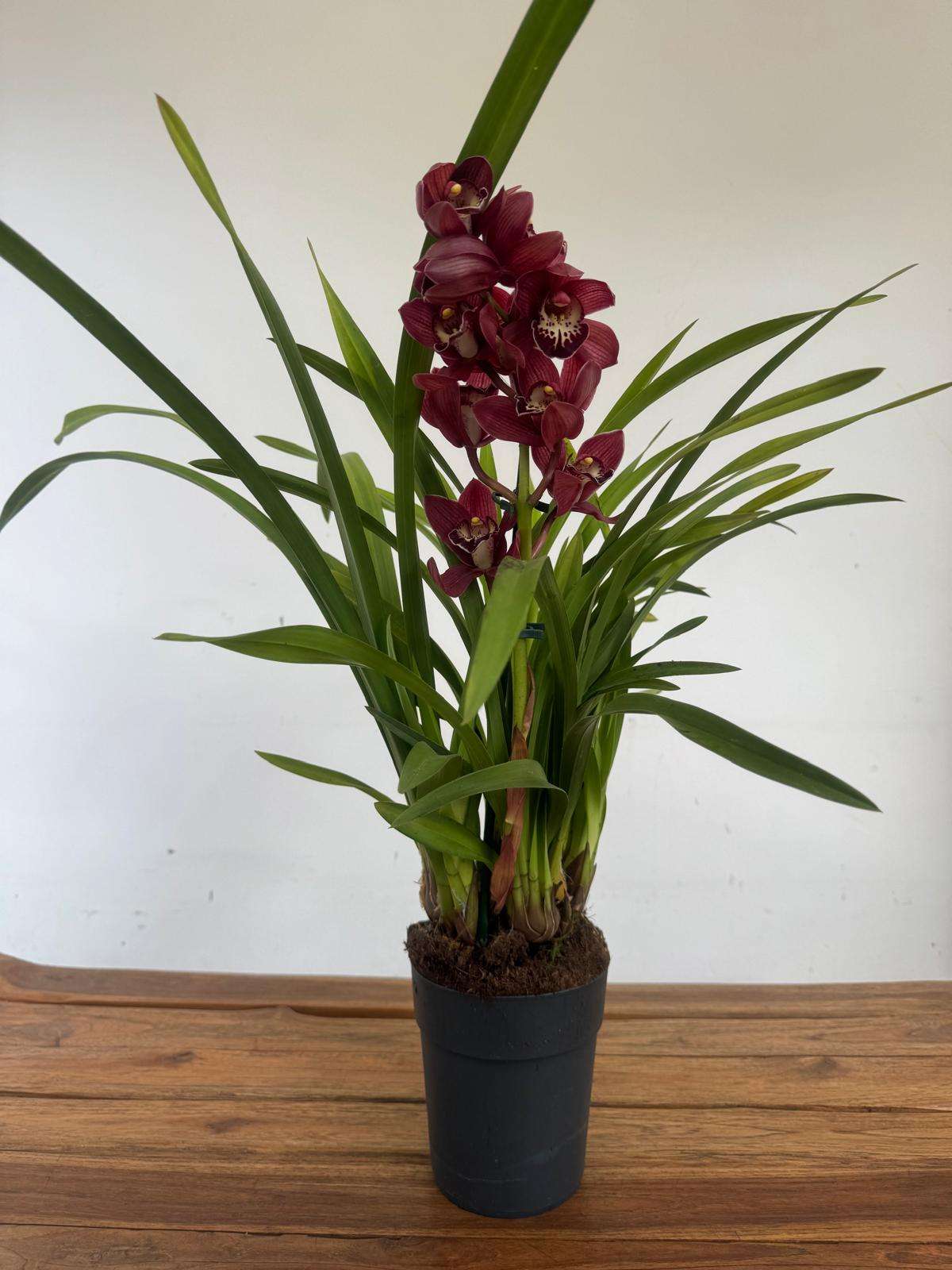 Cymbidium - V.14 - Image 2