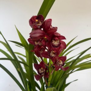 Cymbidium - V.14