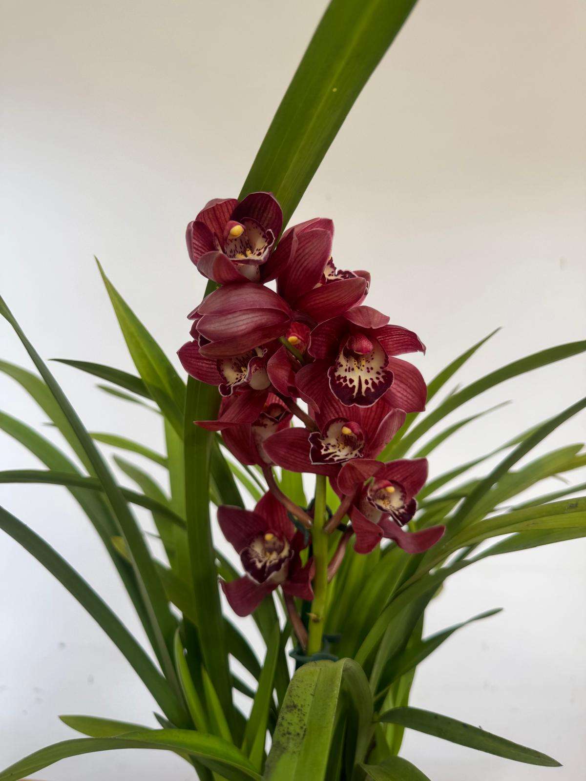 Cymbidium - V.14