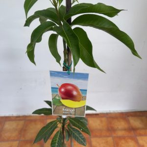 Manga Osteen - Mangifera Indica