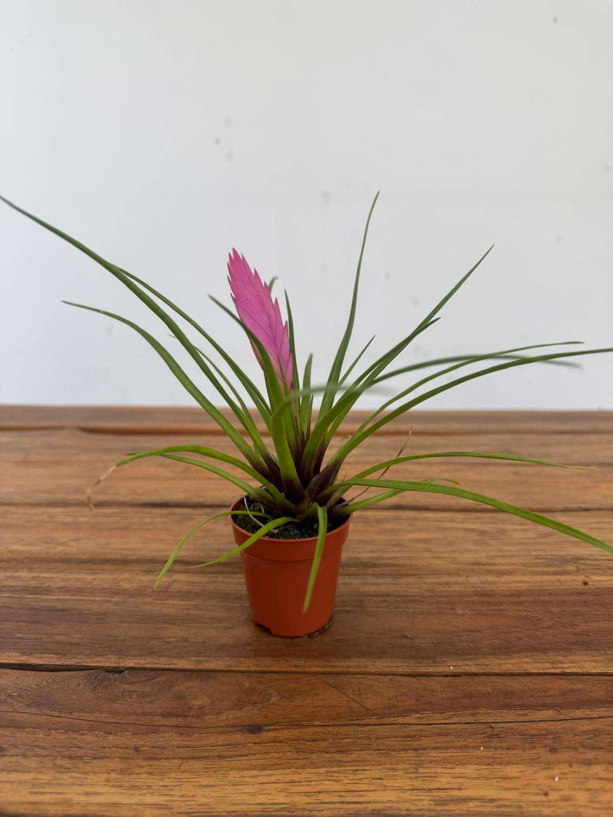 Bromelia - V.6 - Image 2