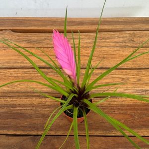 Bromelia - V.6