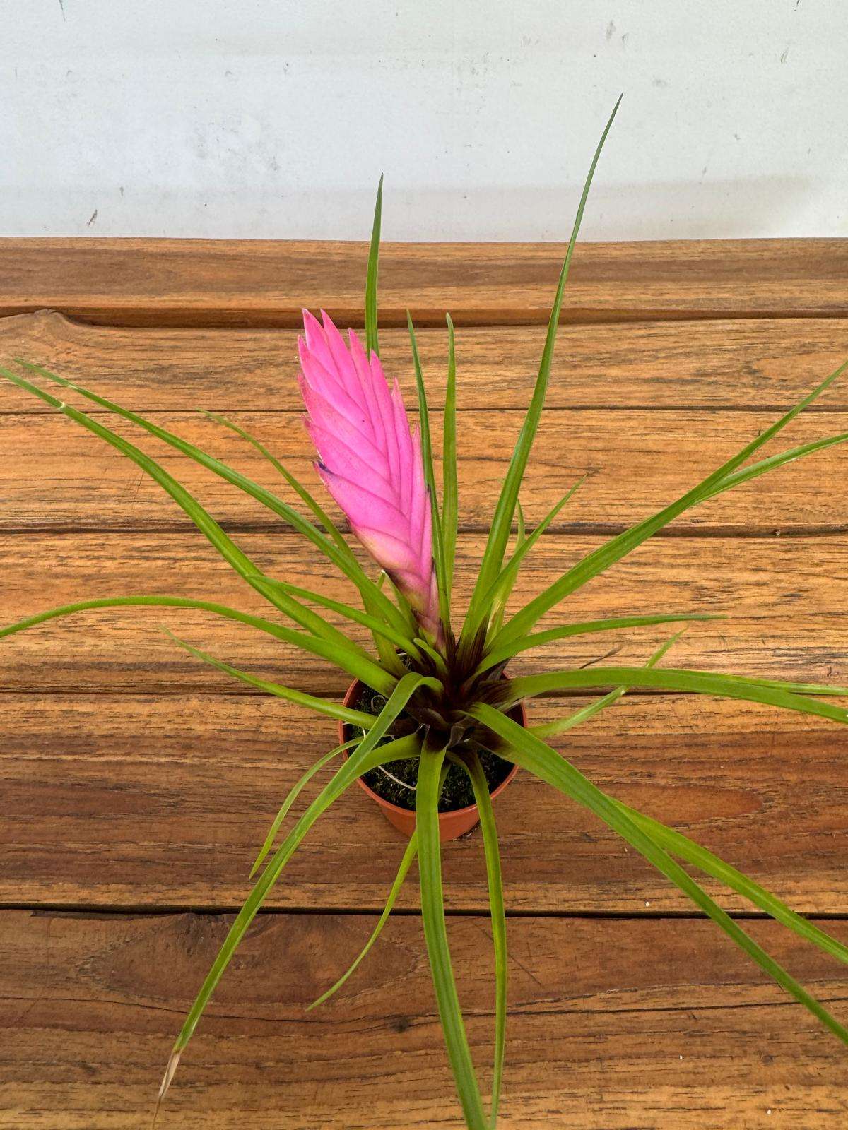 Bromelia - V.6