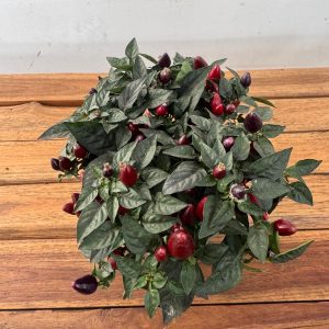 Capsicum 'Annuum ' V.13