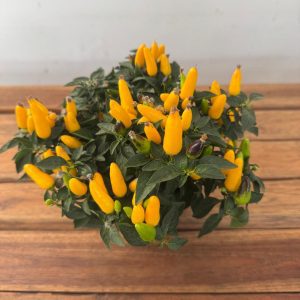 Capsicum 'Annuum ' V.13