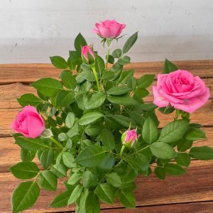 Rosa 'Beau Monde' - V.10