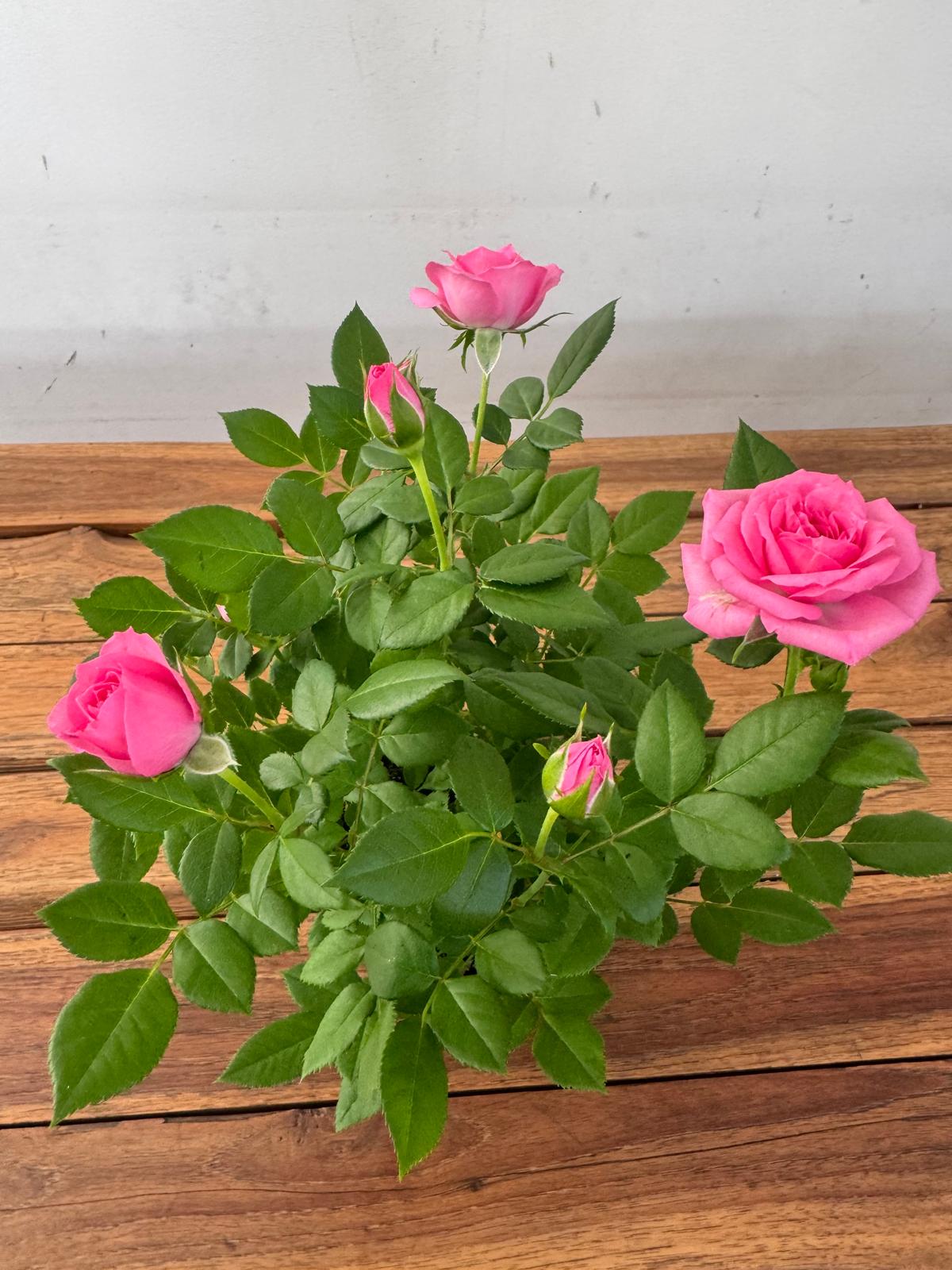 Rosa 'Beau Monde' - V.10