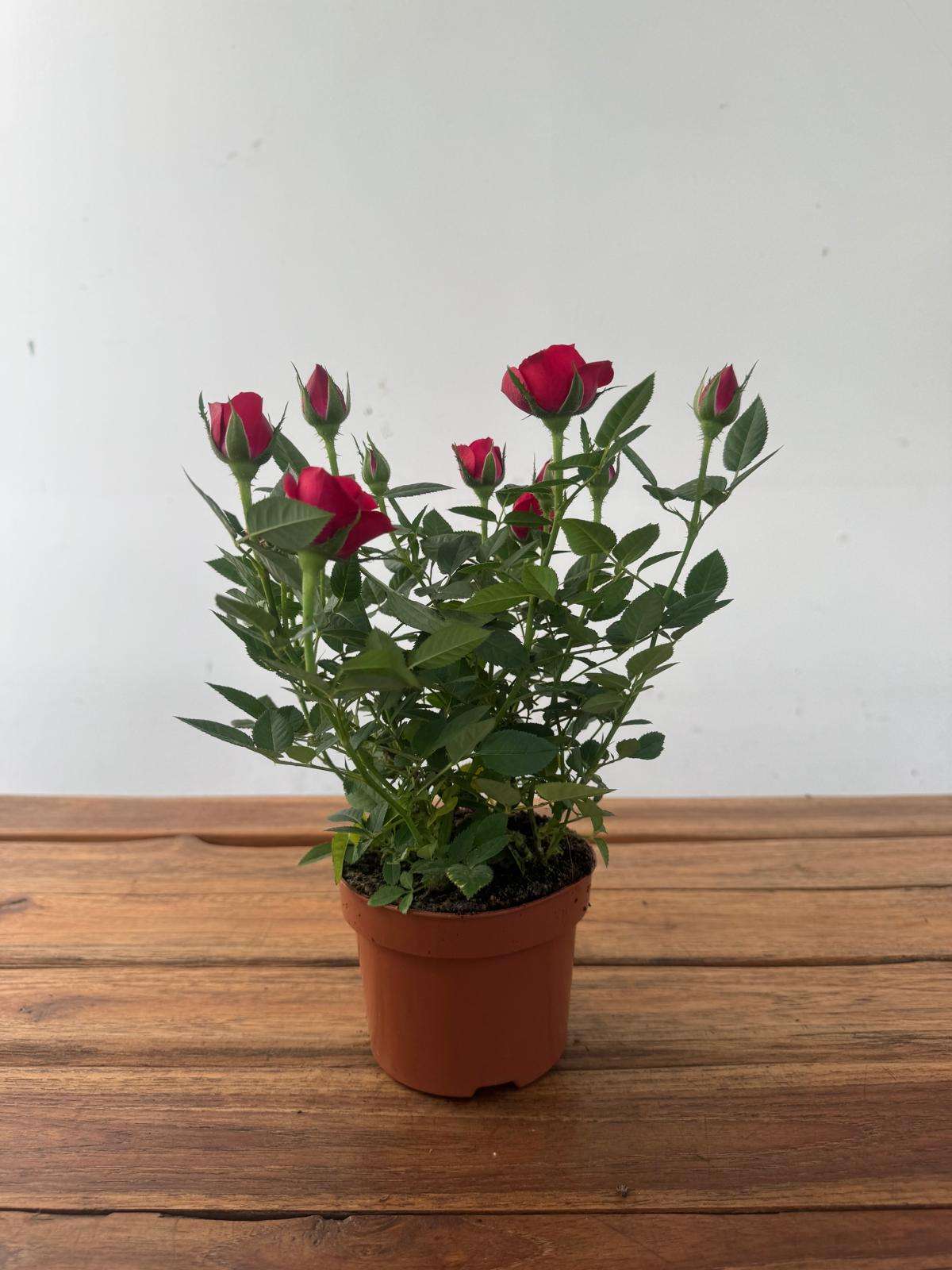 Rosa 'Beau Monde' - V.10 - Image 2