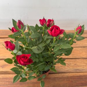 Rosa 'Beau Monde' - V.10