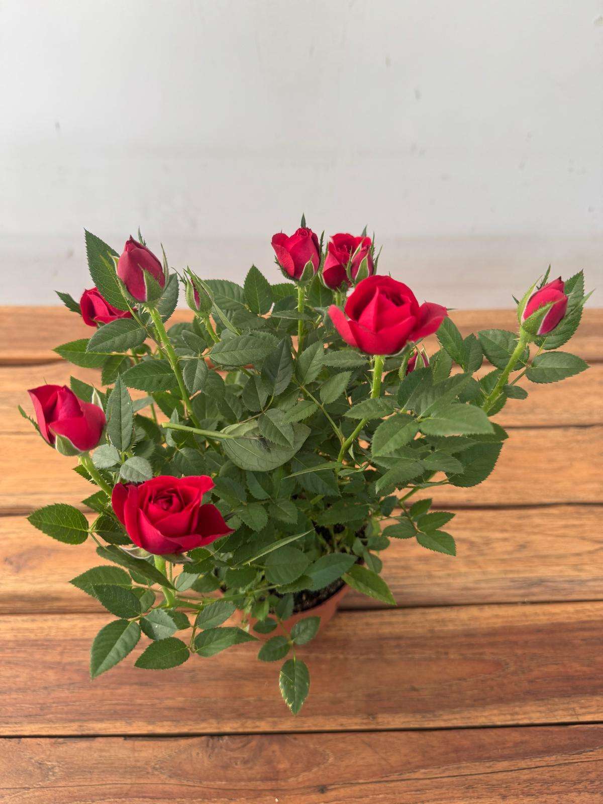 Rosa 'Beau Monde' - V.10