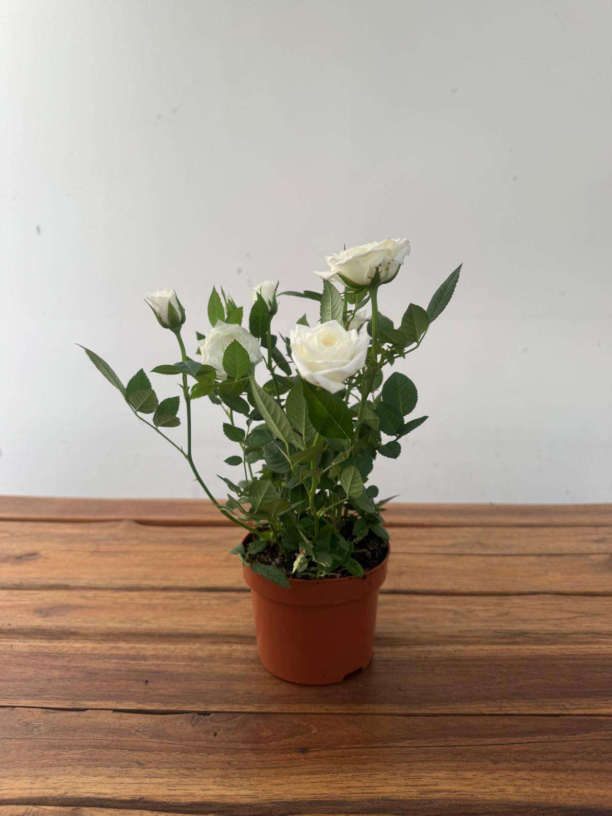 Rosa 'Beau Monde' - V.10 - Image 2