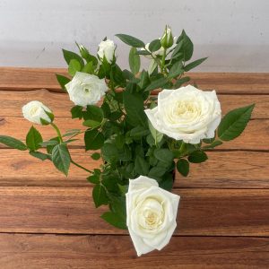 Rosa 'Beau Monde' - V.10