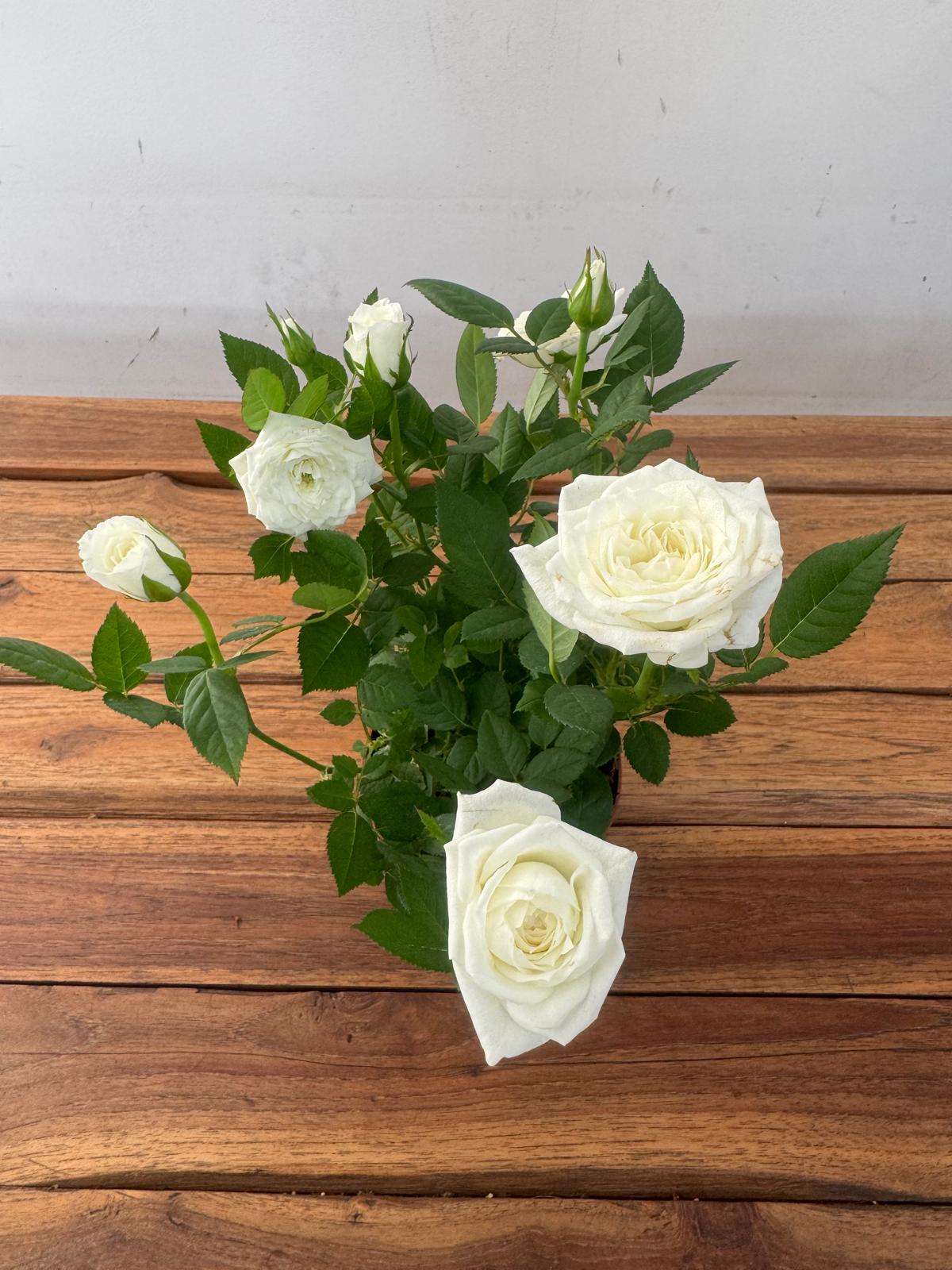 Rosa 'Beau Monde' - V.10