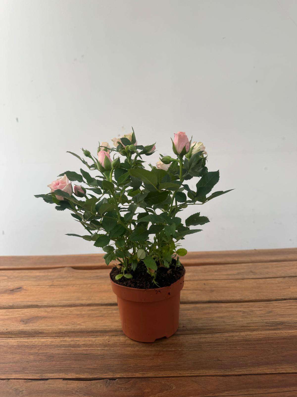 Rosa 'Beau Monde' - V.10 - Image 2