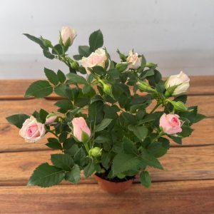 Rosa 'Beau Monde' - V.10