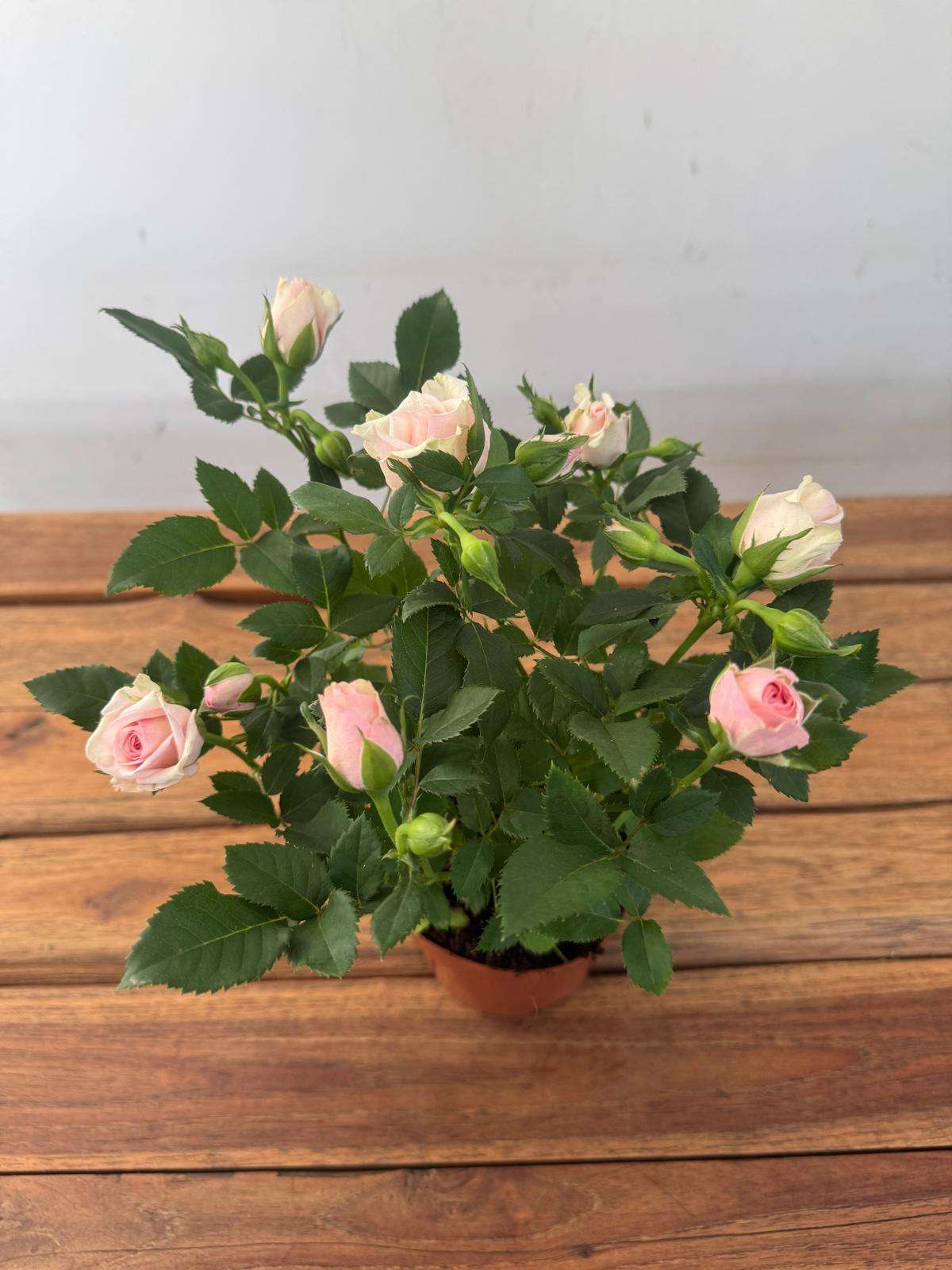 Rosa 'Beau Monde' - V.10