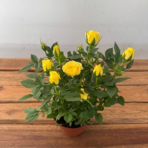 Rosa 'Beau Monde' - V.10