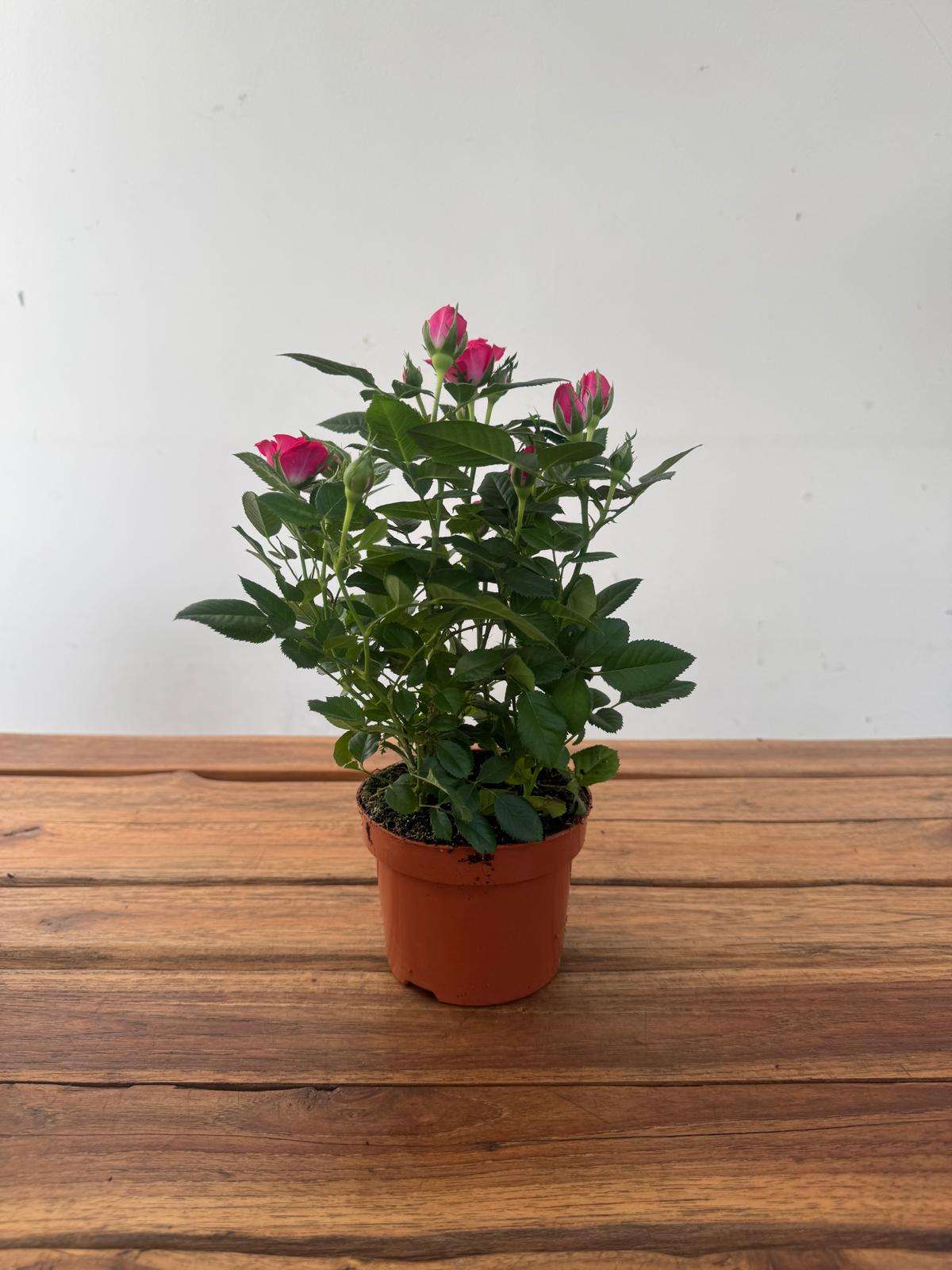 Rosa 'Beau Monde' - V.10 - Image 2