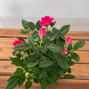 Rosa 'Beau Monde' - V.10