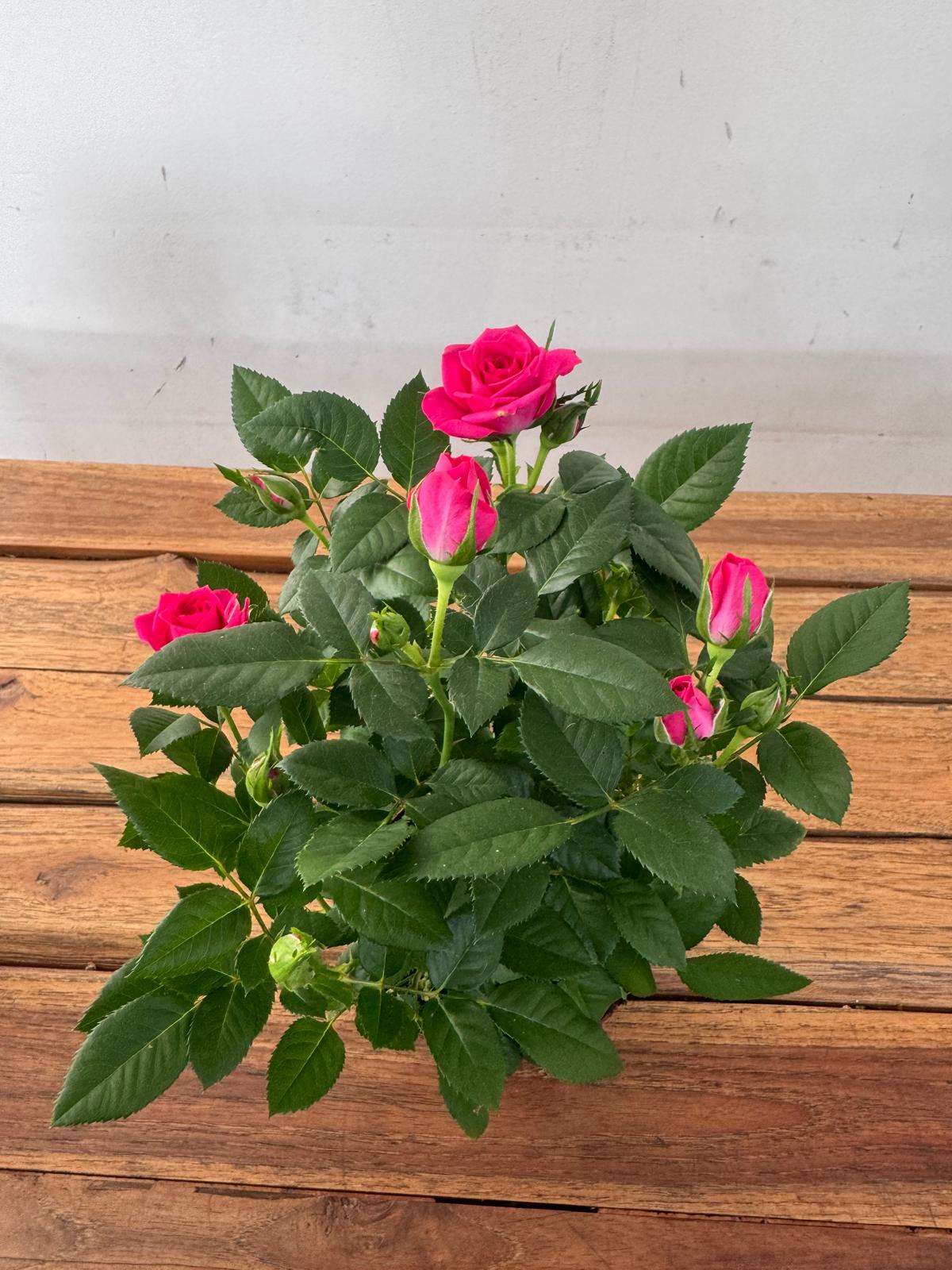 Rosa 'Beau Monde' - V.10