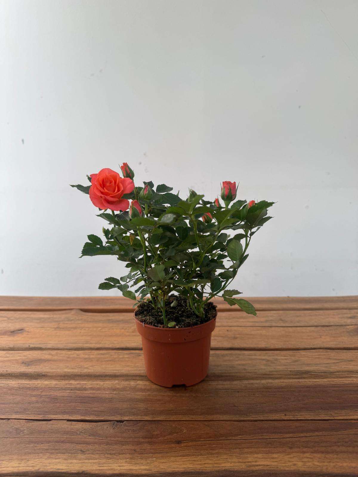 Rosa 'Beau Monde' - V.10 - Image 2