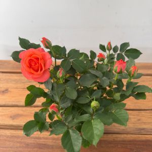 Rosa 'Beau Monde' - V.10