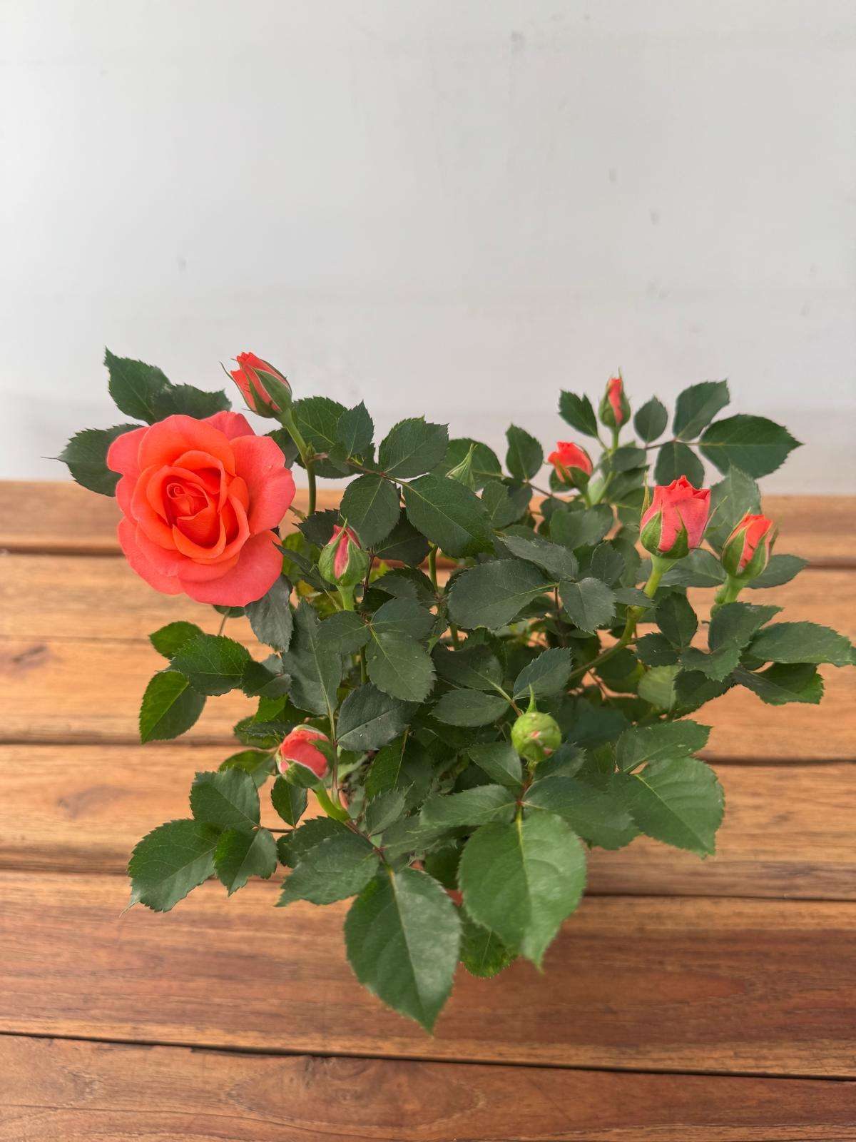 Rosa 'Beau Monde' - V.10