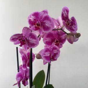 Phalaenopsis - V.12