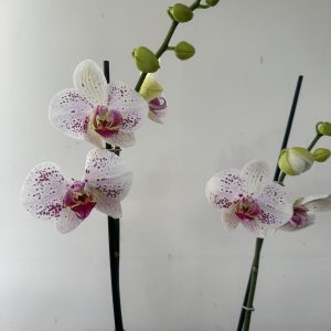 Phalaenopsis - V.12