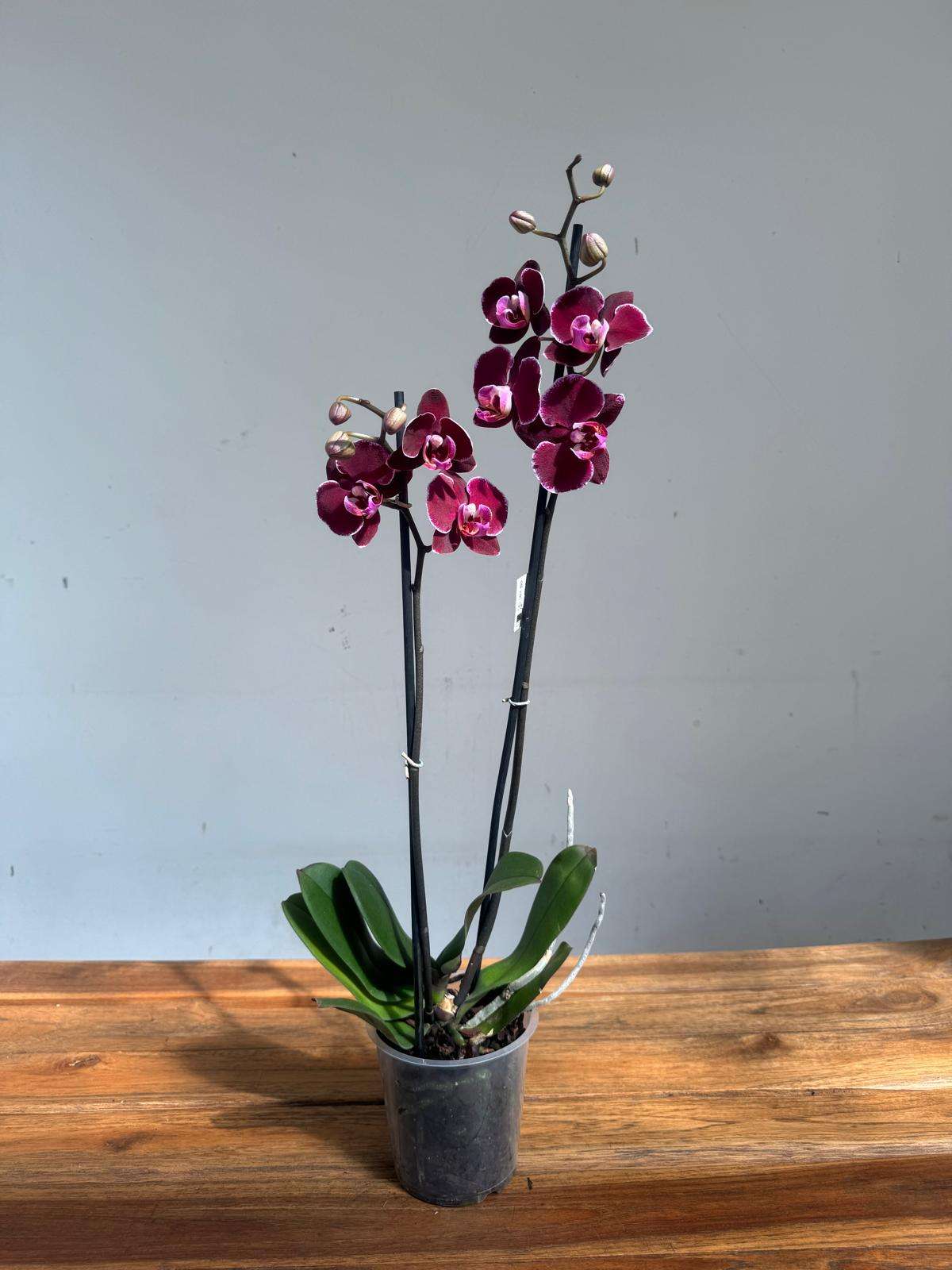 WhatsApp Image 2026-09-03 at 16.29.44(2)