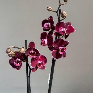Phalaenopsis - V.12