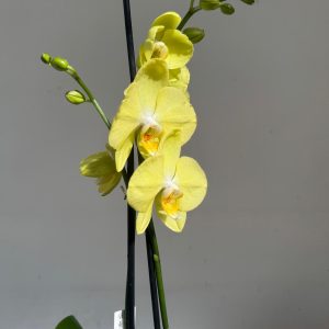 Phalaenopsis - V.12