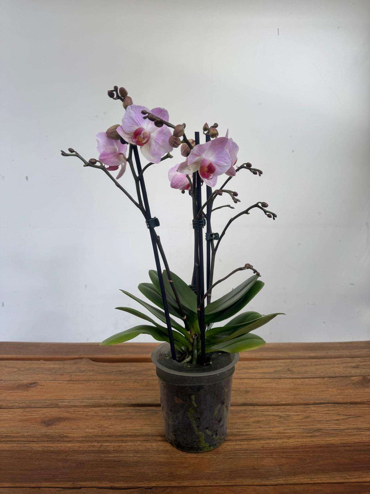 Phalaenopsis - V.12 - Image 2