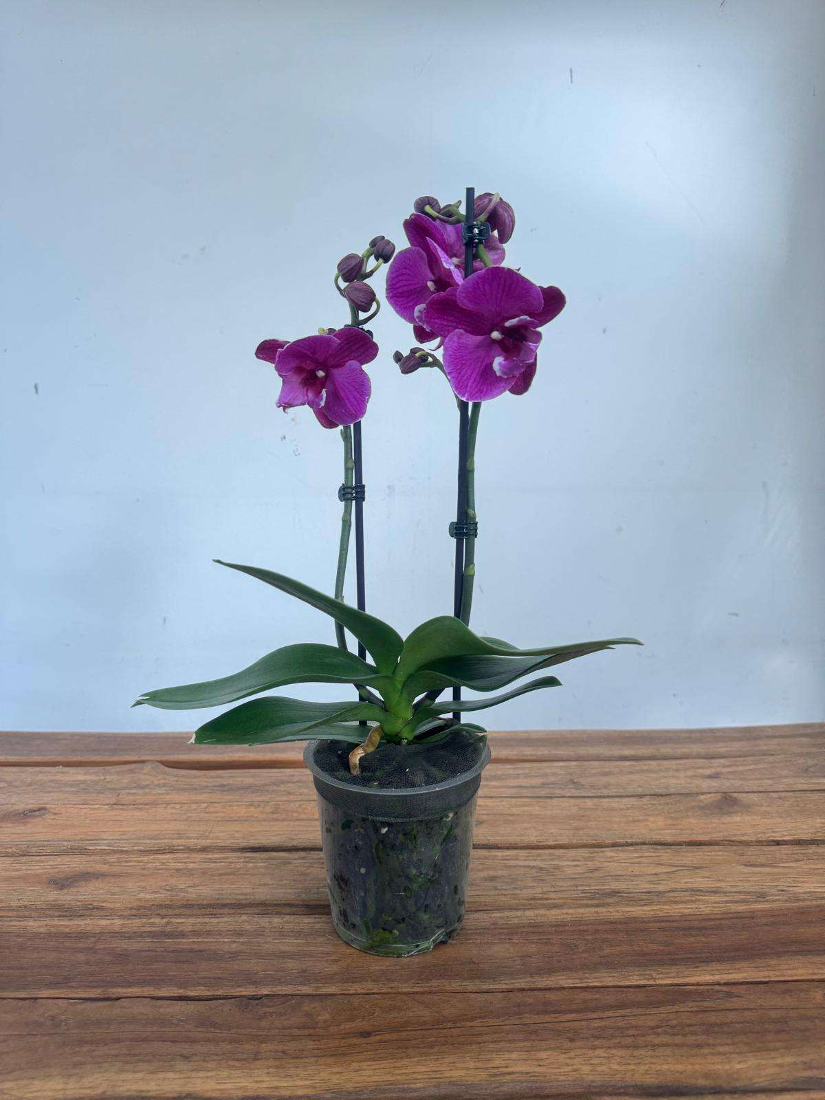 Phalaenopsis - V.12 - Image 2