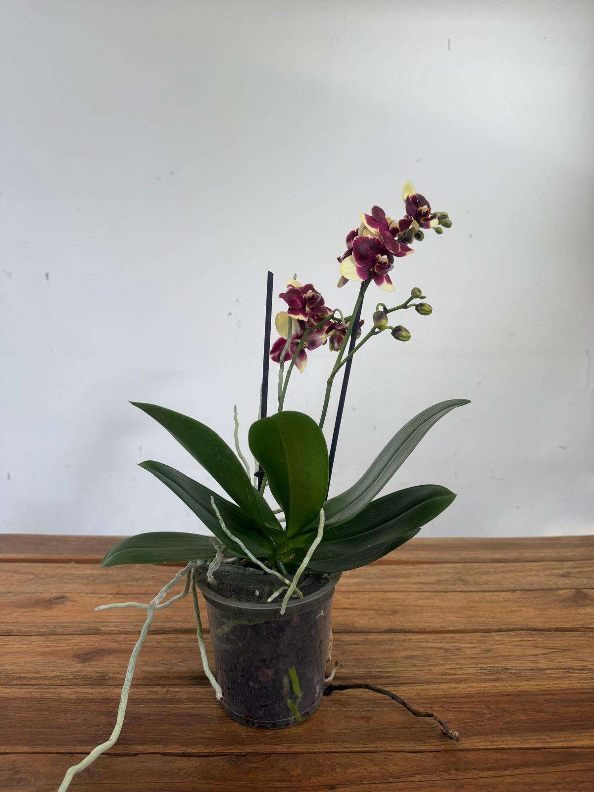 Phalaenopsis - V.12 - Image 2
